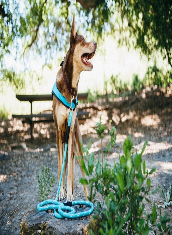 ZippyPaws Mod Essential Dog Leash, Durable Rope Leash with Leather Accents, 5 Ft Long, Teal - Image 2