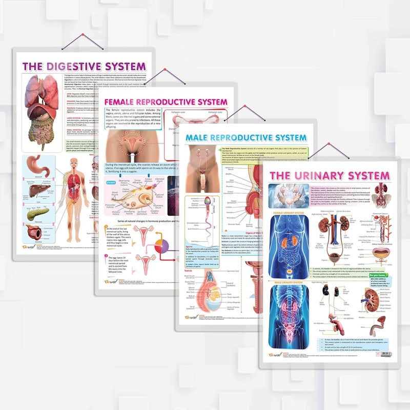 GoWoo COMBO OF 4 ANATOMY CHARTS - Image 1