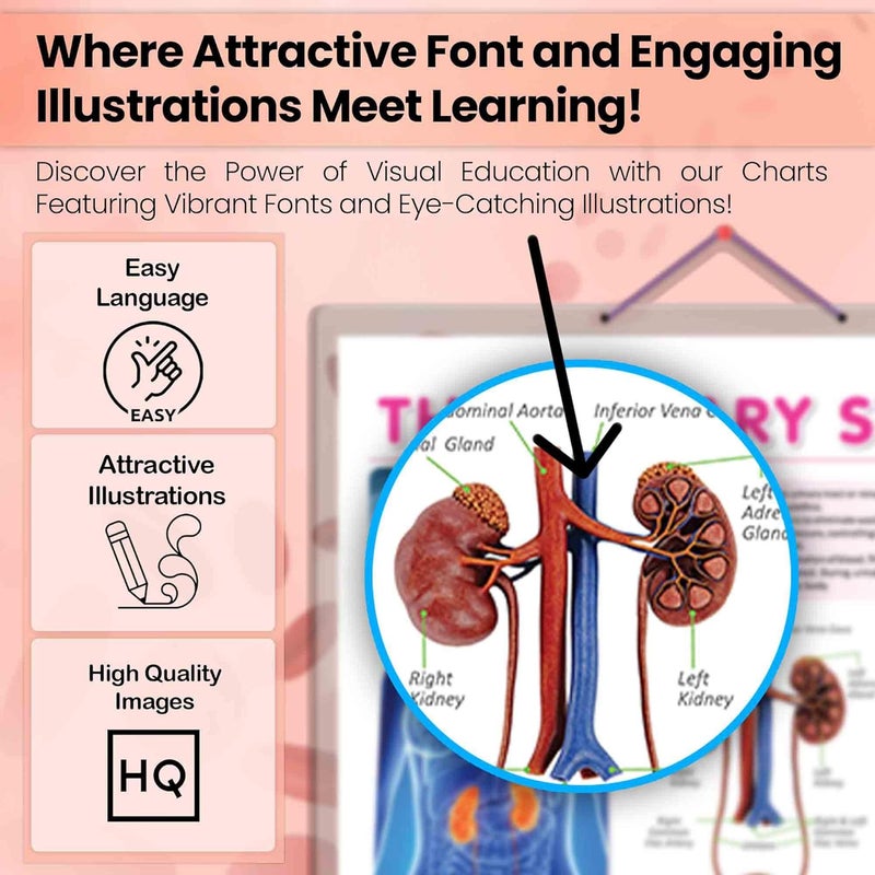 GoWoo COMBO OF 4 ANATOMY CHARTS - Image 5