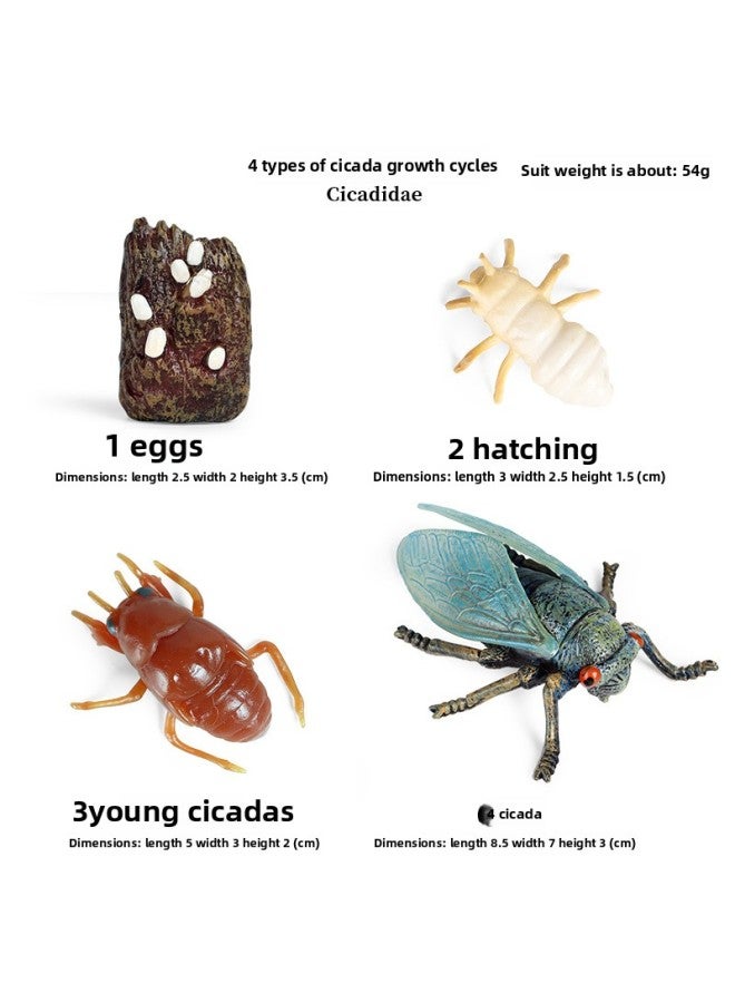 Loquat Trick Toy Simulation Spider Poisonous Spider Insect Animal Model Children's Toy Plastic Ornaments Gift-Color:2434 Cicada Growth Cycle 4 Sets - Image 1