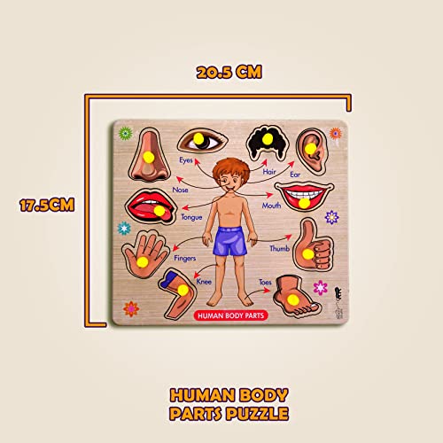 Lefan Wooden Puzzles Wooden Human Body Parts Puzzle Educational Anatomy Toy for Kids Educational Montessori Learning Puzzle for Toddlers & Preschoolers (Body Wooden Big) - Image 2