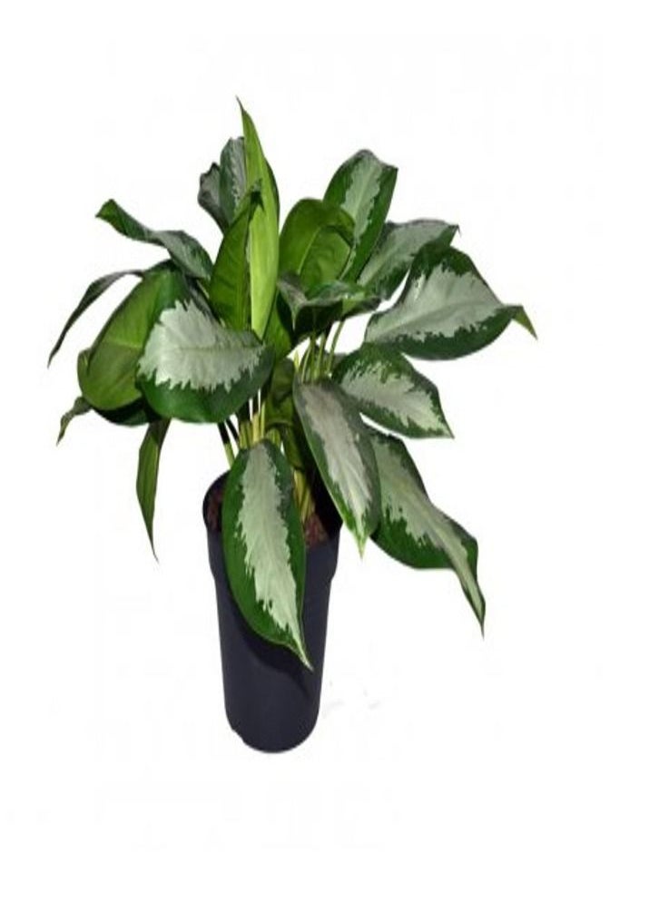 Generic - Aglaonema Silver Bay - Image 1