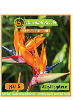 -bird of paradise flower