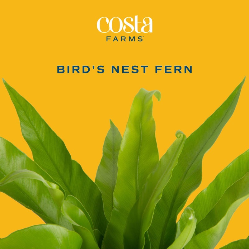 Costa Farms Bird's Nest Fern Live Plant in Decorative Pot, Air Purifying Indoor Houseplant, Perfect for Home, Room, or Office Decor, Great House Warming or Birthday Gift, 12-18 Inches Tall - Image 3