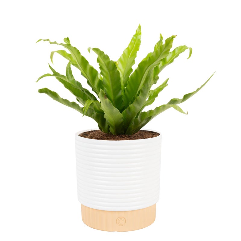 Costa Farms Bird's Nest Fern Live Plant in Decorative Pot, Air Purifying Indoor Houseplant, Perfect for Home, Room, or Office Decor, Great House Warming or Birthday Gift, 12-18 Inches Tall - Image 1