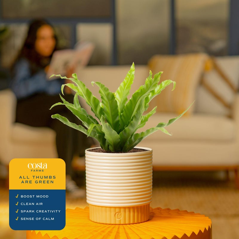 Costa Farms Bird's Nest Fern Live Plant in Decorative Pot, Air Purifying Indoor Houseplant, Perfect for Home, Room, or Office Decor, Great House Warming or Birthday Gift, 12-18 Inches Tall - Image 5