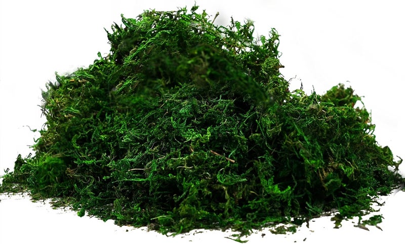 BYHER 92926 طحلب الغابة المحفوظ، أخضر طازج (2 أونصة) - Image 1