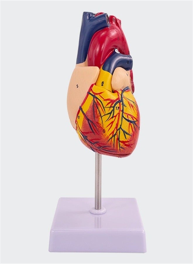 Human Heart Model, Anatomically Accurate Numbered Life Size Heart Medical Model with 34 Anatomical Structures 