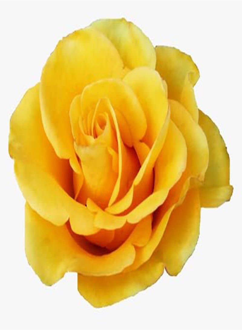 GGOOT Yellow Climbing Rose Flower Seeds, Beautiful Flowers for Home Garden Planting Seeds by Heavy Torch (500 Seeds) - Image 1