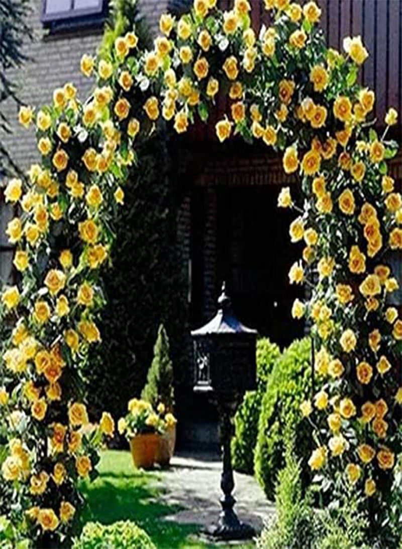 GGOOT Yellow Climbing Rose Flower Seeds, Beautiful Flowers for Home Garden Planting Seeds by Heavy Torch (500 Seeds) - Image 3