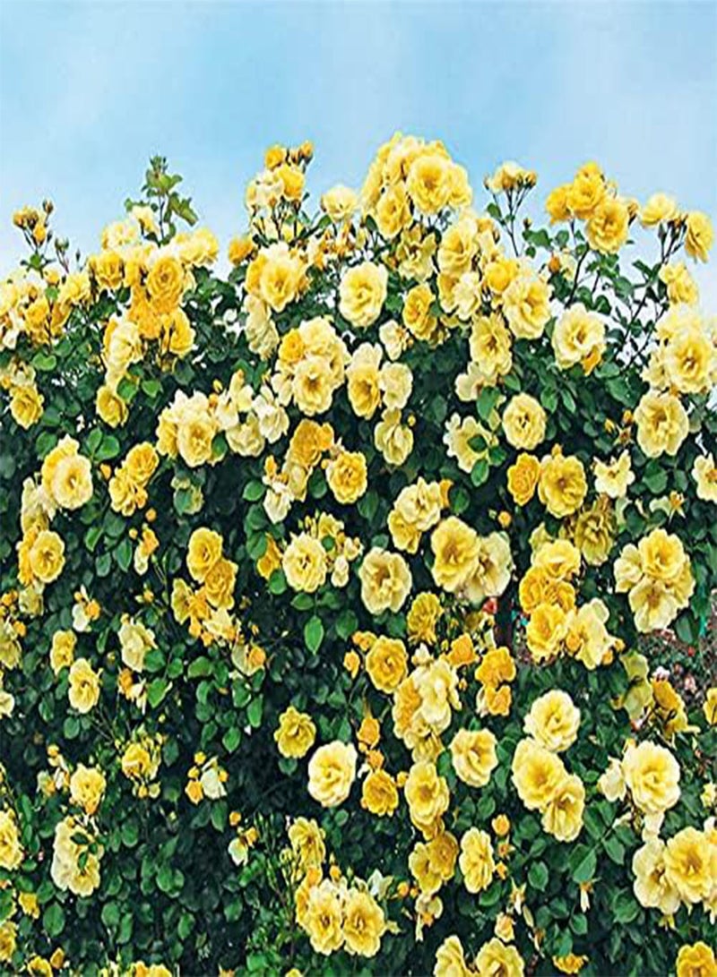 GGOOT Yellow Climbing Rose Flower Seeds, Beautiful Flowers for Home Garden Planting Seeds by Heavy Torch (500 Seeds) - Image 5