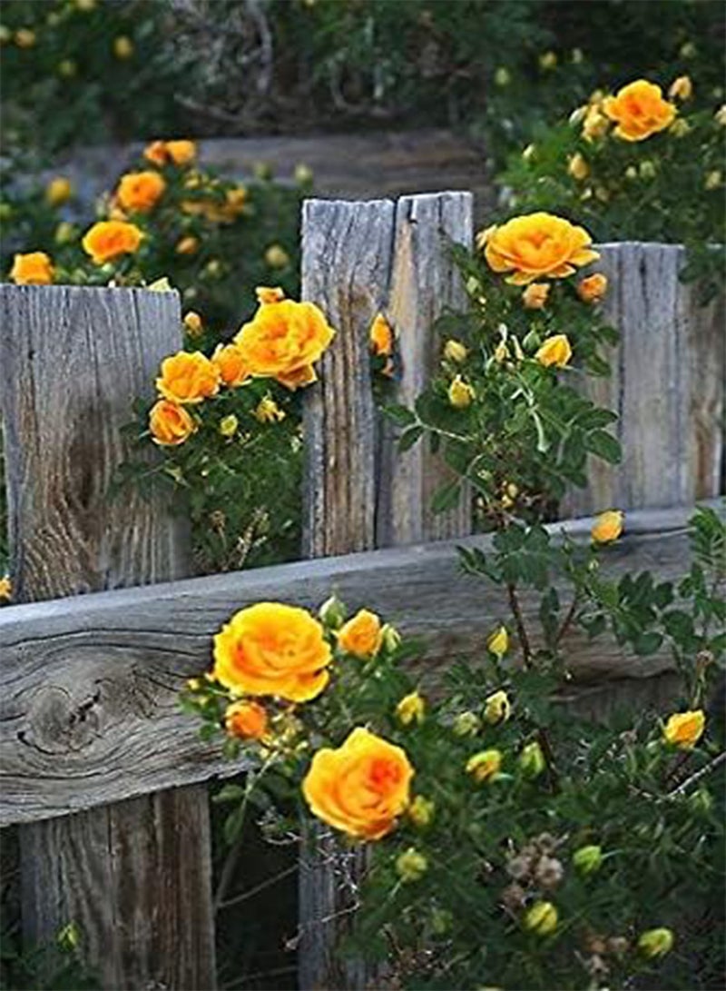 GGOOT Yellow Climbing Rose Flower Seeds, Beautiful Flowers for Home Garden Planting Seeds by Heavy Torch (500 Seeds) - Image 4