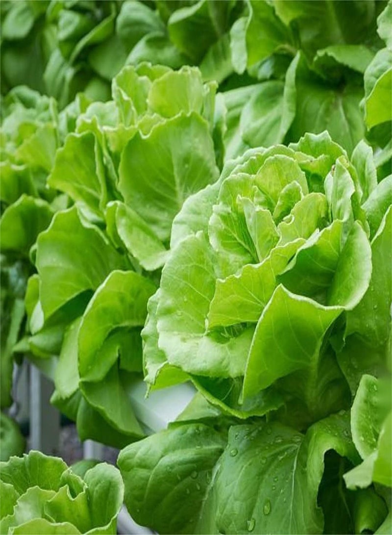 GGOOT Lettuce Seeds for Planting Outdoors Bulk Seeds Seeds for Gardening Used for Planting Home Gardens and Homesteads-200 Pcs - Image 3