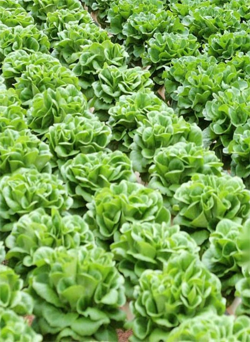GGOOT Lettuce Seeds for Planting Outdoors Bulk Seeds Seeds for Gardening Used for Planting Home Gardens and Homesteads-200 Pcs - Image 2