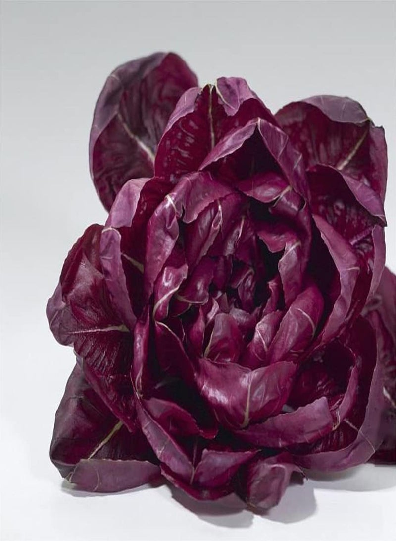 GGOOT Lettuce Seeds for Planting Outdoors Bulk Seeds Seeds for Gardening Used for Planting Home Gardens and Homesteads-200 Pcs - Image 1