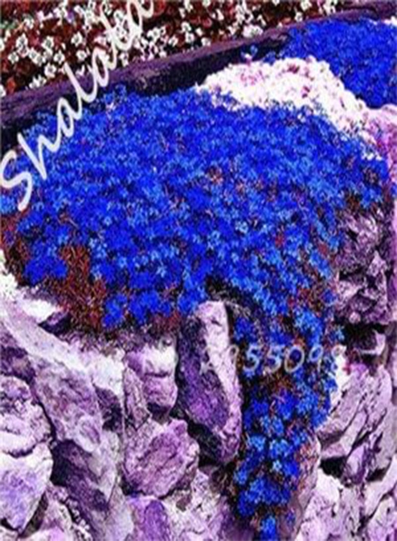 GGOOT Rare Flower Seeds 100 Pcs Aubrieta Seeds Superb Perennial Ground Cover Plant - Rock Cress Seeds Tropical Ornamental Plants 4 - Image 1