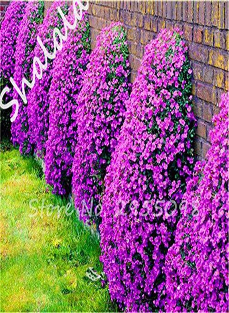 GGOOT Rare Flower Seeds 100 Pcs Aubrieta Seeds Superb Perennial Ground Cover Plant - Rock Cress Seeds Tropical Ornamental Plants 4 - Image 4