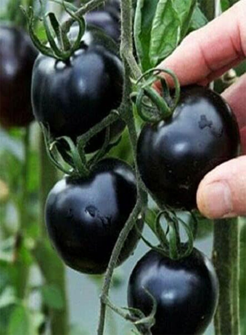 GGOOT 100 Seeds Vegetable Black Cherry Tomatoes Seeds Vibrant, Exotic and Sweet For Planting Outdoors - Image 1