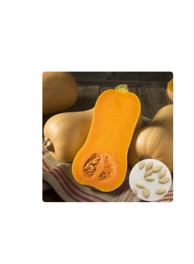 3g Sweet Butternut Squash Seeds Nutritious Vegetable Garden Farm Yard Plant - Butternut Squash Seeds - Flower Seeds Vegetable Seeds Fruit Seeds Garden Plant Seeds - Image 2
