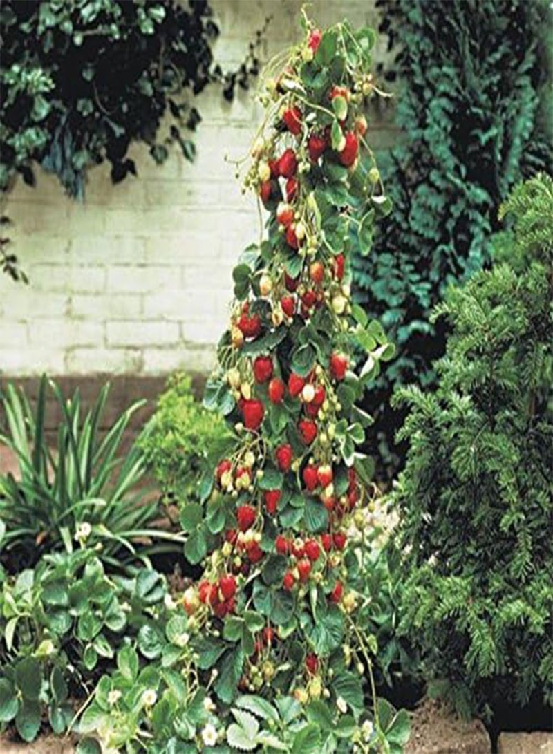GGOOT Strawberry Giant Red Climbing - 30 Seeds - Image 2