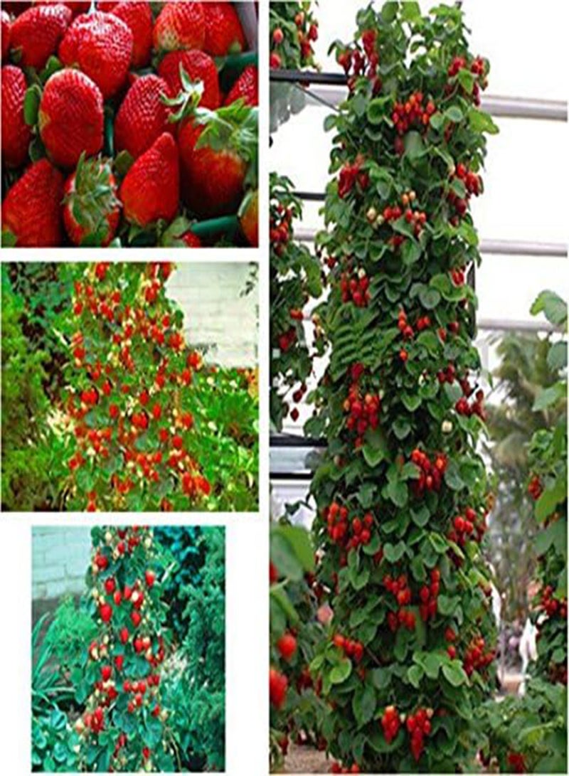 GGOOT Strawberry Giant Red Climbing - 30 Seeds - Image 1