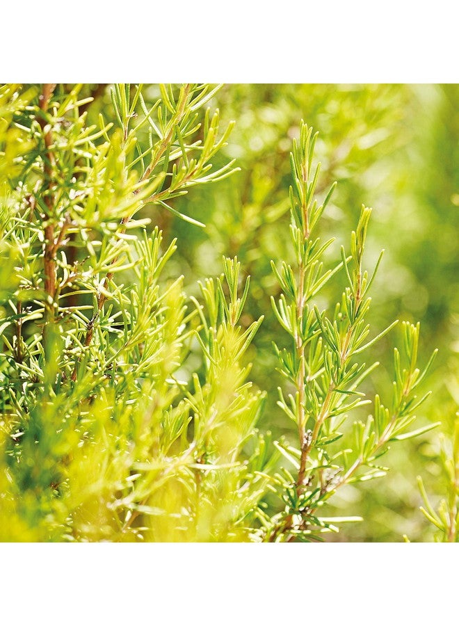 ويليدا ويليدا تونيك الشعر المنشط بالروزماري 100 مل - Image 4