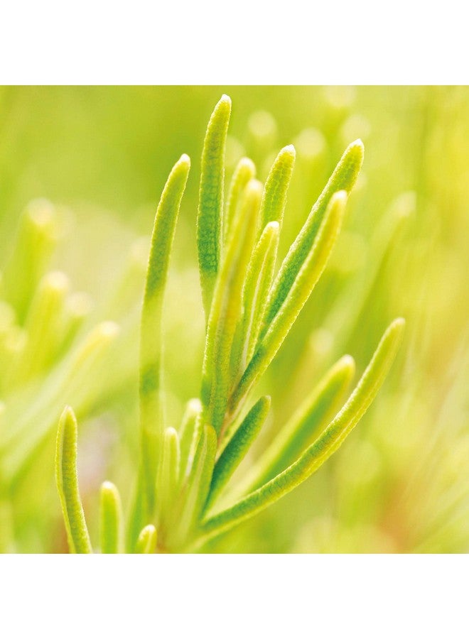 ويليدا ويليدا تونيك الشعر المنشط بالروزماري 100 مل - Image 5