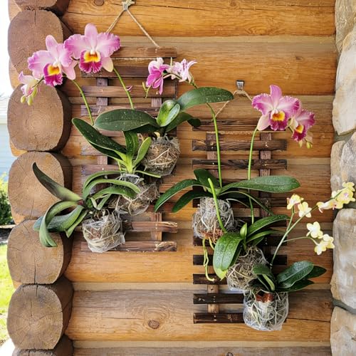 Mulctun 2 Pcs Wall Planters - 11.4"W x 23.62"H Wooden Wall Planters for Indoor Outdoor Plants,Hanging Wood Wall Trellis,Wall Mounted Plant Holder for Orchids,Succulent,Air Plants,Hanging Pots Display - Image 4