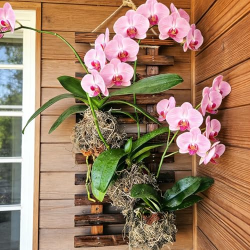 Mulctun 2 Pcs Wall Planters - 11.4"W x 23.62"H Wooden Wall Planters for Indoor Outdoor Plants,Hanging Wood Wall Trellis,Wall Mounted Plant Holder for Orchids,Succulent,Air Plants,Hanging Pots Display - Image 3