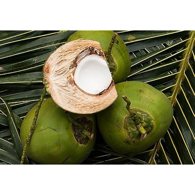 Nook PURIFYING SHAMPOO PURIFICANTE ANTIFORFORA NICHEL CROMO COBALTO TESTED 500ML - Image 2