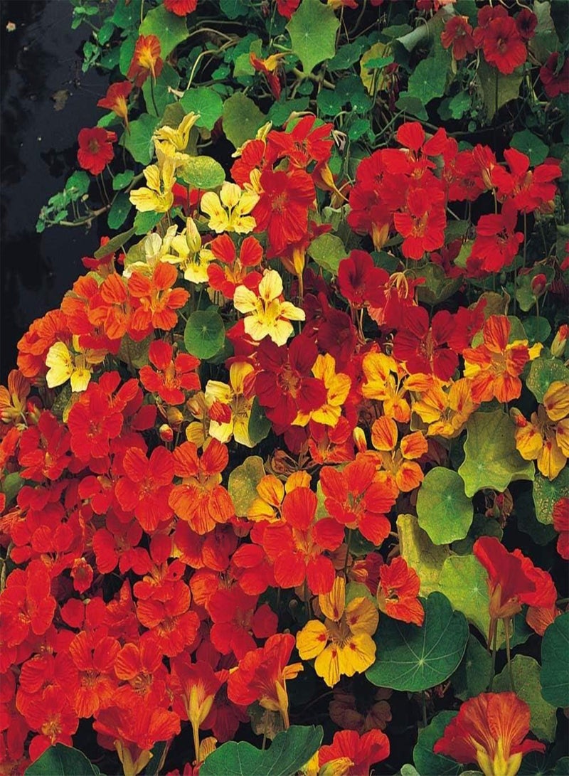 GGOOT Nasturtium Gleam Hybrids Mixed - Tropaeolum majus Flower Seeds, Colourful Mixed Flowers Home Garden Planting by Heavy Torch, 180 Seeds