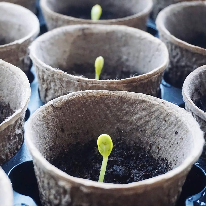 Augshy 100 Pack 2.4" Peat Pots for Seedlings Starter Nursery Pots Organic Biodegradable Paper Pots Herb Kit Eco-Friendly - Image 5