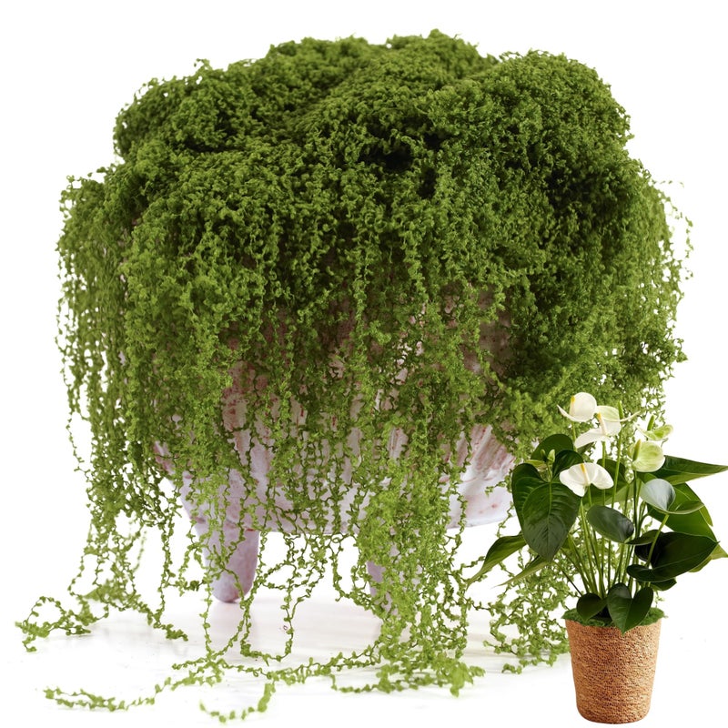 USMOLA Fake Moss for Potted Plants Indoor, 7OZ Green Moss for Crafts - Realistic Faux Moss Decor for DIY, Terrariums, Fairy Gardens & Table Centerpieces - Craft Moss for Home Decor (Natural Green) - Image 1