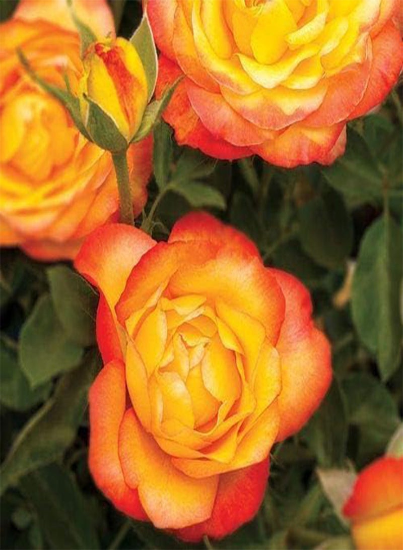 GGOOT seeds Fresh 200 Pcs Germany Rose Flower Seeds for Planting Orange Mix