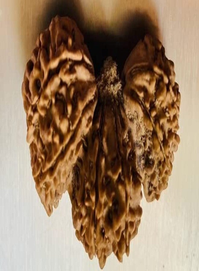 Trijuti Rudraksha أصلي معتمد من Trijuti Rudraksha त्रिगुती रुग्राक्ष، نيبالي Rudraksha Trijuti نيبالي Rudraksha Trijuti Rudraksh مع غطاء كبير الحجم Trijuti Rudraksha من الأحجار الكريمة المعتمدة - Image 4