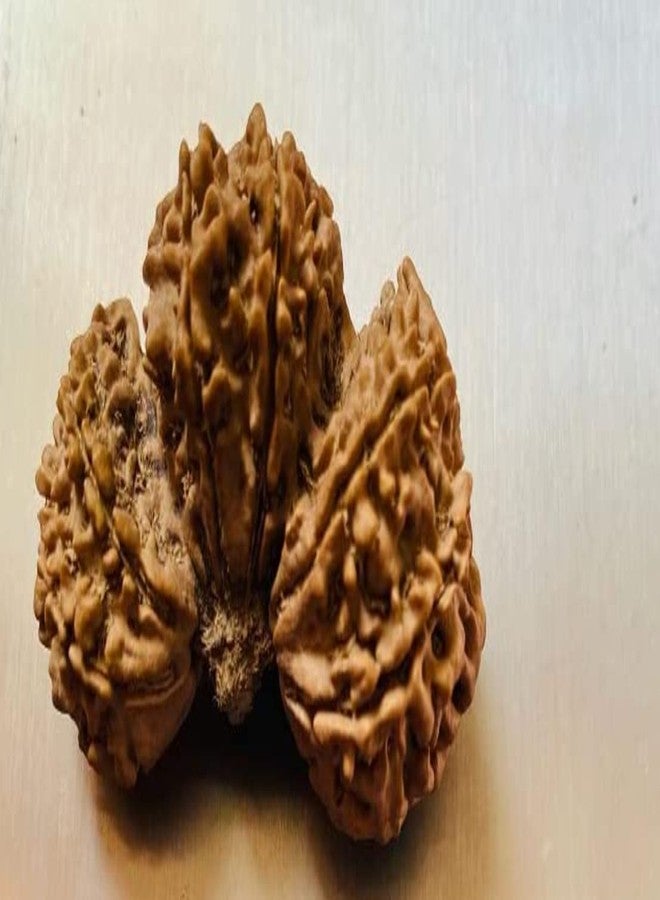 Trijuti Rudraksha أصلي معتمد من Trijuti Rudraksha त्रिगुती रुग्राक्ष، نيبالي Rudraksha Trijuti نيبالي Rudraksha Trijuti Rudraksh مع غطاء كبير الحجم Trijuti Rudraksha من الأحجار الكريمة المعتمدة - Image 3