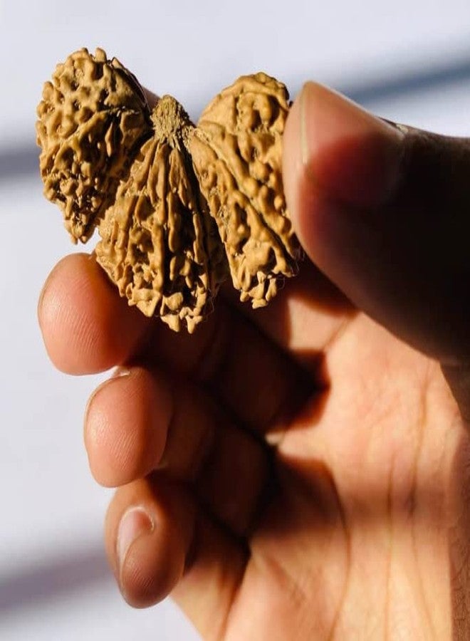 Trijuti Rudraksha أصلي معتمد من Trijuti Rudraksha त्रिगुती रुग्राक्ष، نيبالي Rudraksha Trijuti نيبالي Rudraksha Trijuti Rudraksh مع غطاء كبير الحجم Trijuti Rudraksha من الأحجار الكريمة المعتمدة - Image 1