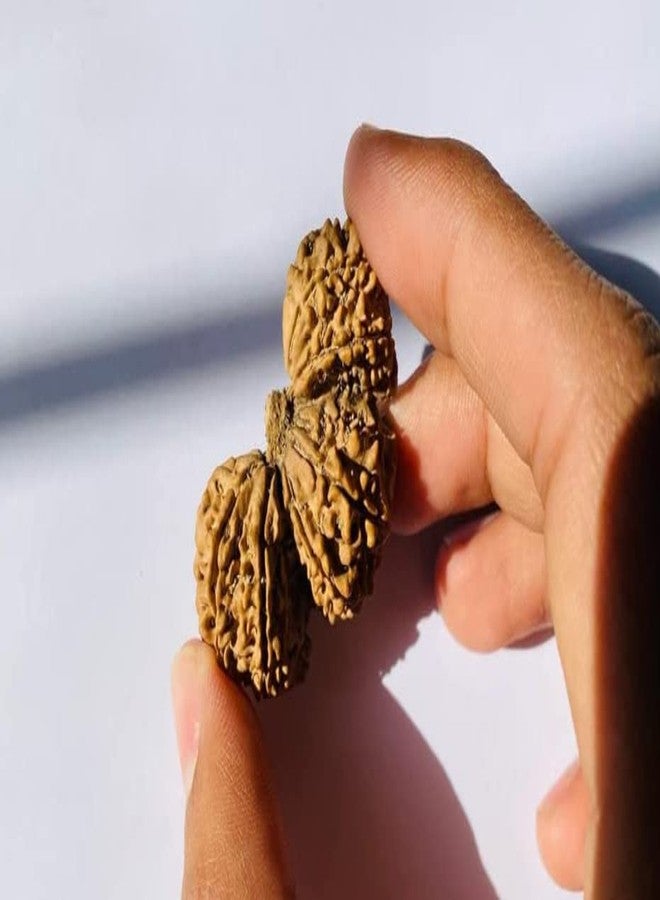 Trijuti Rudraksha أصلي معتمد من Trijuti Rudraksha त्रिगुती रुग्राक्ष، نيبالي Rudraksha Trijuti نيبالي Rudraksha Trijuti Rudraksh مع غطاء كبير الحجم Trijuti Rudraksha من الأحجار الكريمة المعتمدة - Image 2