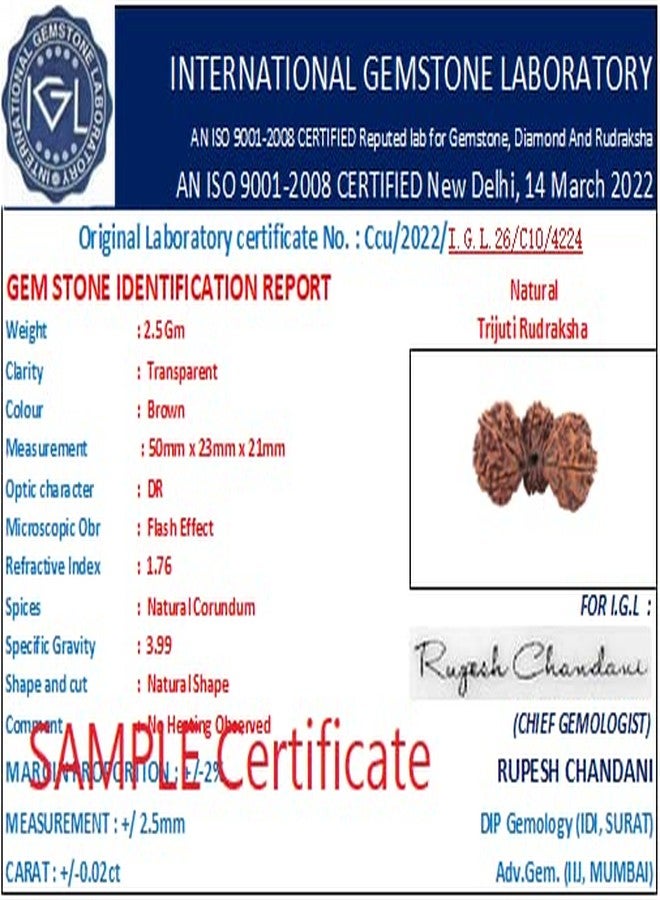 Trijuti Rudraksha أصلي معتمد من Trijuti Rudraksha त्रिगुती रुग्राक्ष، نيبالي Rudraksha Trijuti نيبالي Rudraksha Trijuti Rudraksh مع غطاء كبير الحجم Trijuti Rudraksha من الأحجار الكريمة المعتمدة - Image 5