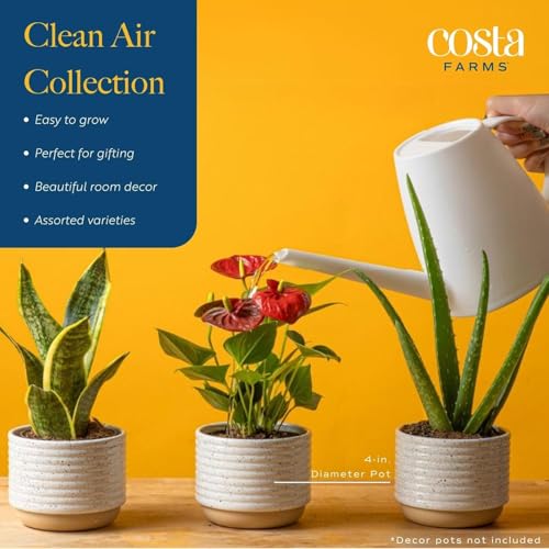 Costa Farms Live Indoor Plant Bundle in Decorative Pots, Easy to Maintain, Air Purifying Indoor Houseplants, Assorted Varieties, Room or Office Decor, House Warming Gift, 8-12 Inches Tall, Pack of 2 - Image 4
