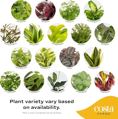 Costa Farms Live Indoor Plant Bundle in Decorative Pots, Easy to Maintain, Air Purifying Indoor Houseplants, Assorted Varieties, Room or Office Decor, House Warming Gift, 8-12 Inches Tall, Pack of 2 - Image 3