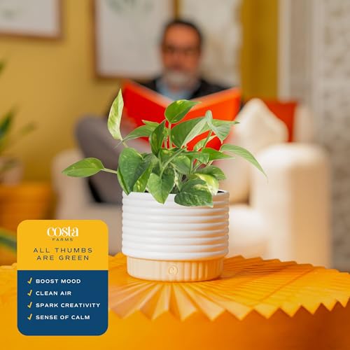 Costa Farms Live Indoor Plant Bundle in Decorative Pots, Easy to Maintain, Air Purifying Indoor Houseplants, Assorted Varieties, Room or Office Decor, House Warming Gift, 8-12 Inches Tall, Pack of 2 - Image 5