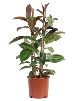 Generic potted plant 12 cm 