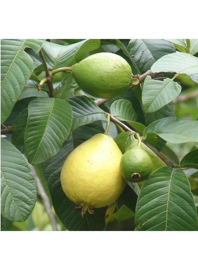 ٥٠ بذرة جوافة (Psidium guajava) حلوة حمراء لذيذة نادرة بذور فاكهة استوائية للزراعة في الحديقة - Image 2