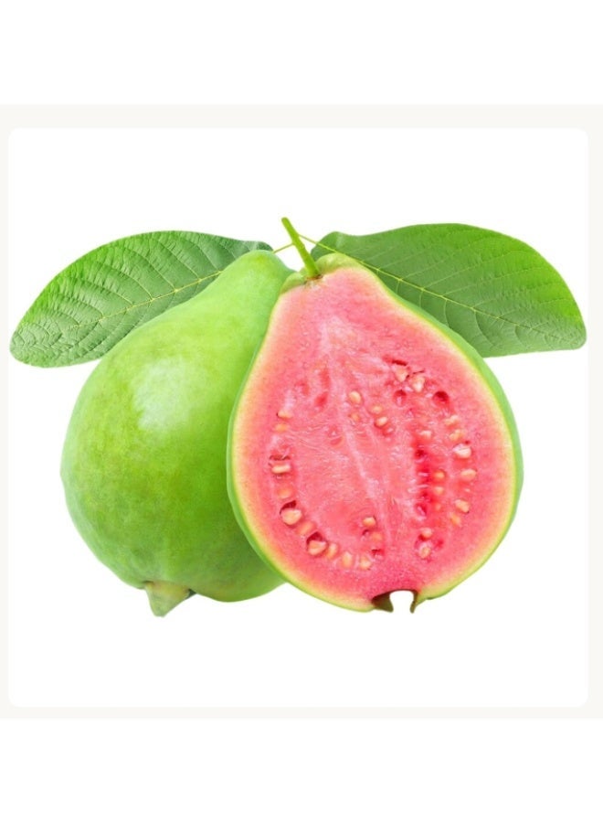 ٥٠ بذرة جوافة (Psidium guajava) حلوة حمراء لذيذة نادرة بذور فاكهة استوائية للزراعة في الحديقة - Image 1