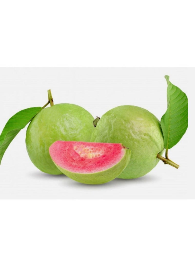 ٥٠ بذرة جوافة (Psidium guajava) حلوة حمراء لذيذة نادرة بذور فاكهة استوائية للزراعة في الحديقة - Image 3