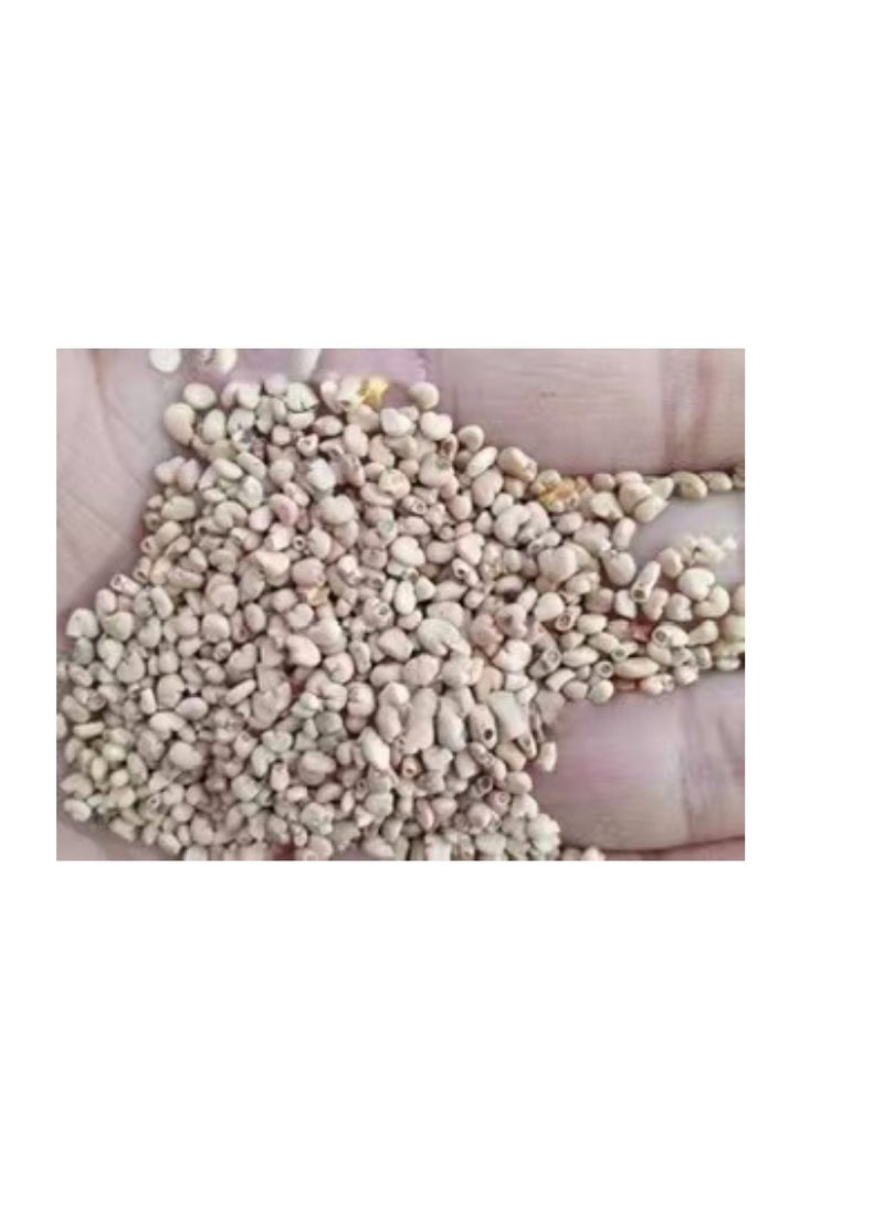 ٥٠ بذرة جوافة (Psidium guajava) حلوة حمراء لذيذة نادرة بذور فاكهة استوائية للزراعة في الحديقة - Image 4