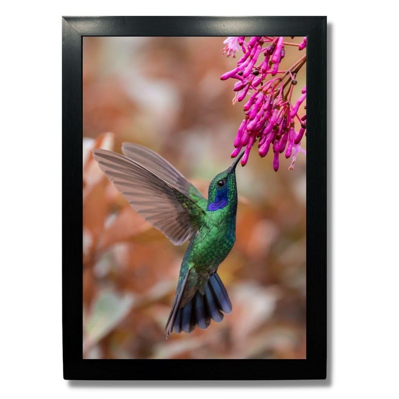 Kagaz Kala Kagaz Kala Digital Reprint Wild Birds photo frame for wall Royal birds posters framed for wall decoration Synthetic wooden frame decorative item Humming Bird 3  - Image 1
