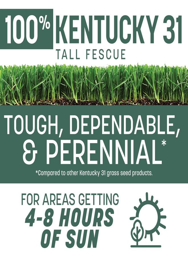 Pennington Kentucky 31 Tall Fescue Penkoted Grass Seed 3 lb - Image 2