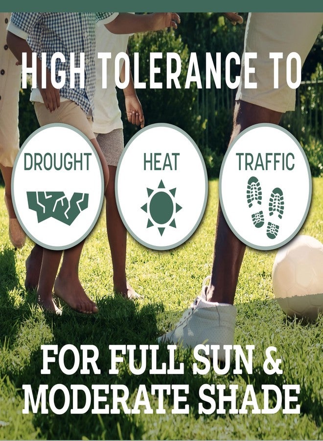 Pennington Kentucky 31 Tall Fescue Penkoted Grass Seed 3 lb - Image 3